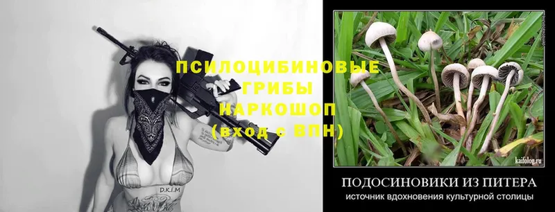 Галлюциногенные грибы Psilocybe  наркотики  Краснодар 